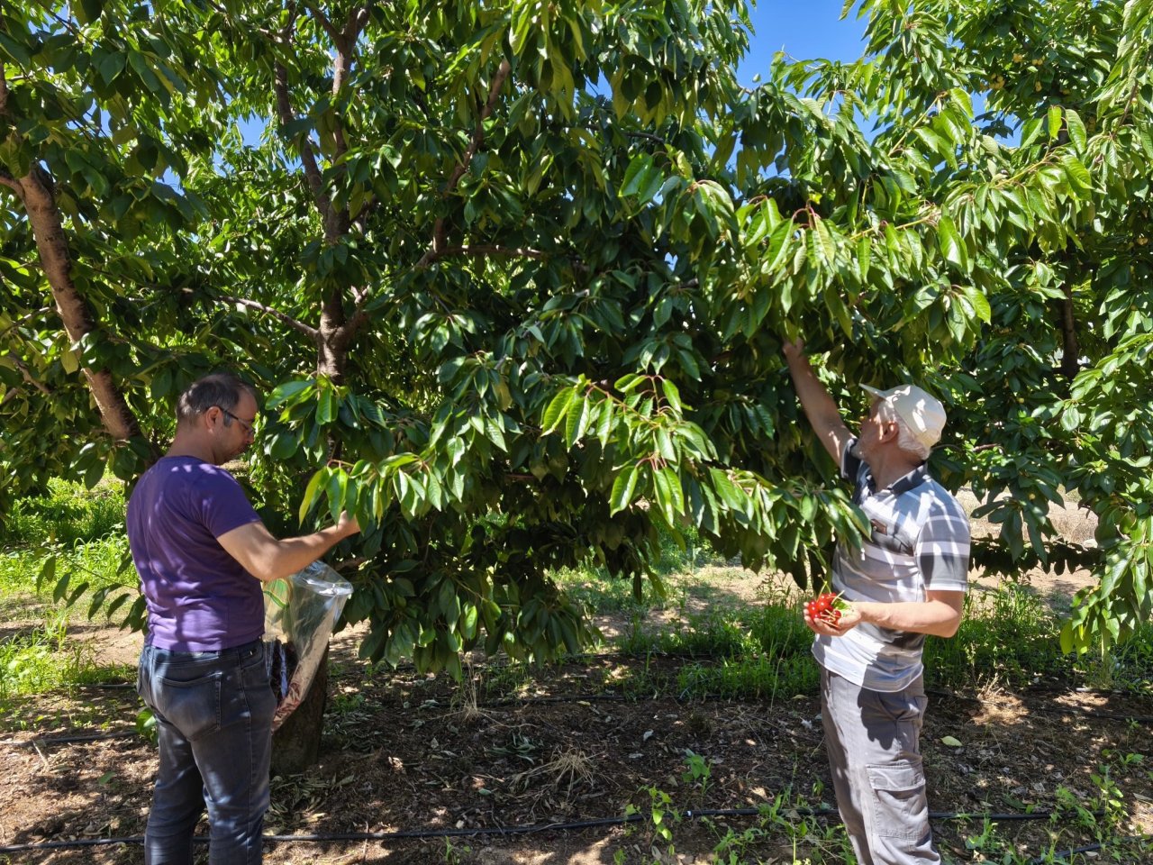 kirazlar-pestisit-kalintisi-analizi-icin-toplandi-1.jpg