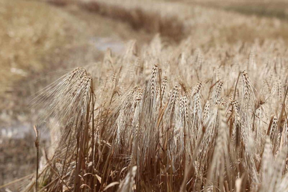 Konya'da bu yıl verimi düşük!