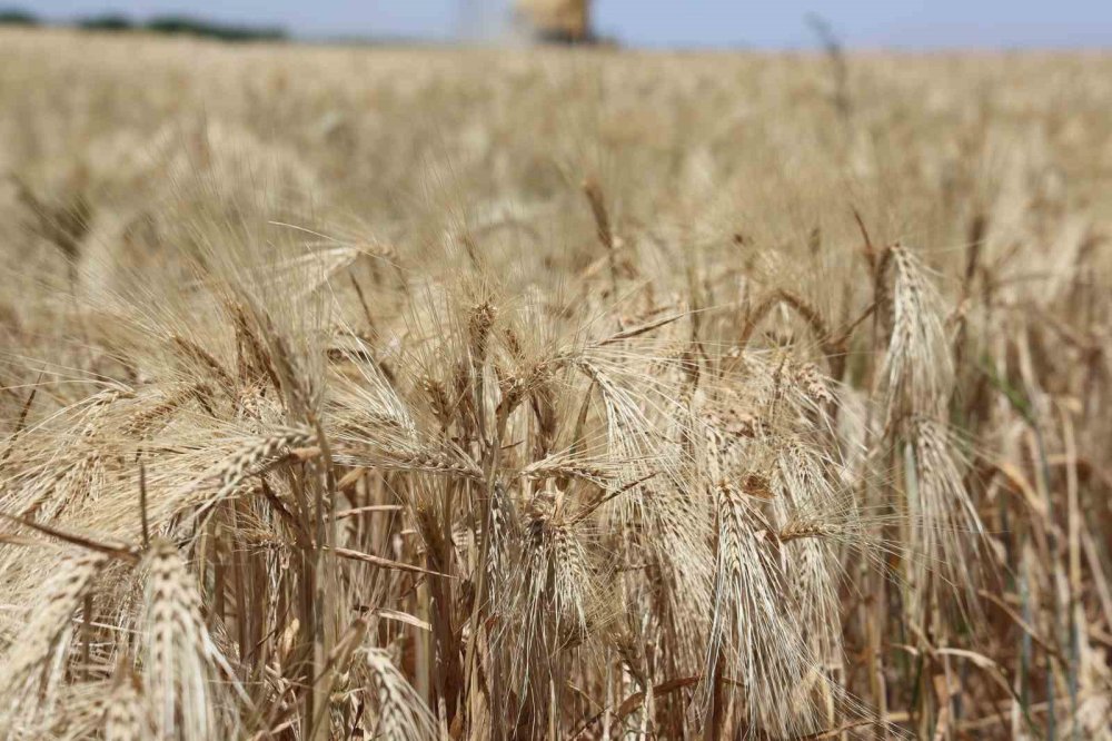 Konya'da bu yıl verimi düşük!