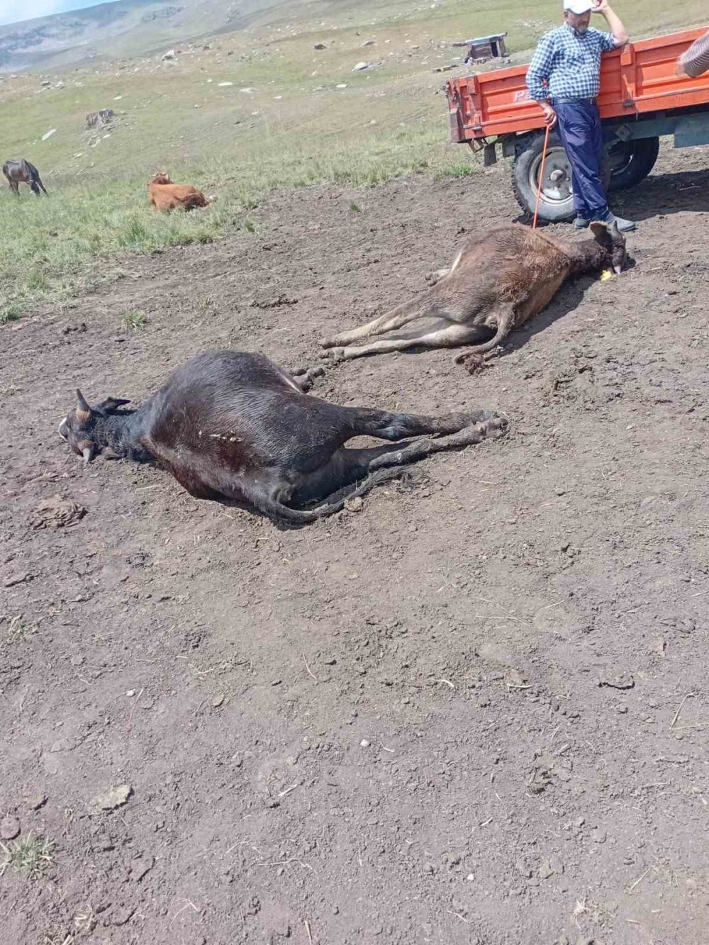 Yıldırım düştü, telef oldular
