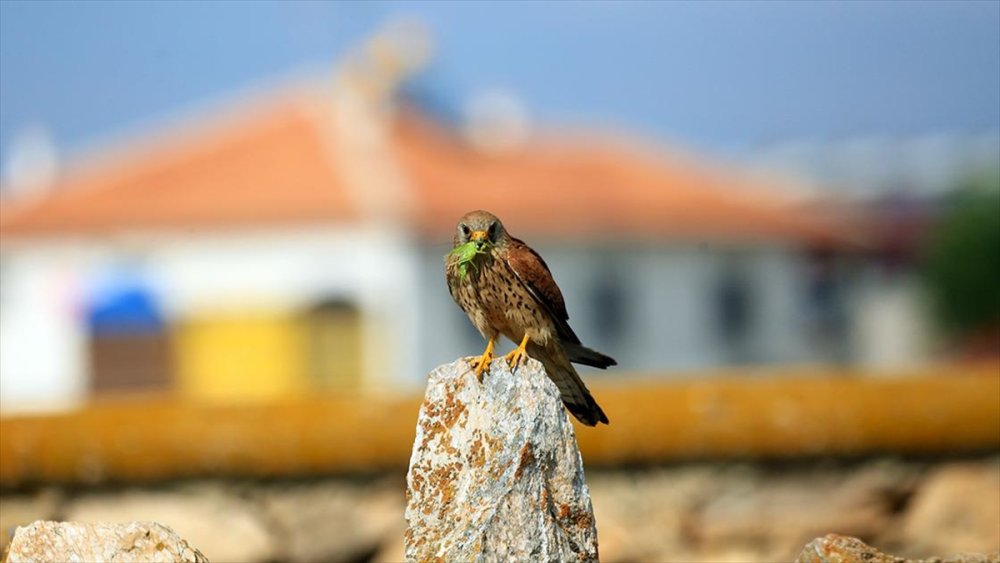 Konya'daki bu hayvan çiftçi dostu! Asla geçit vermiyor...