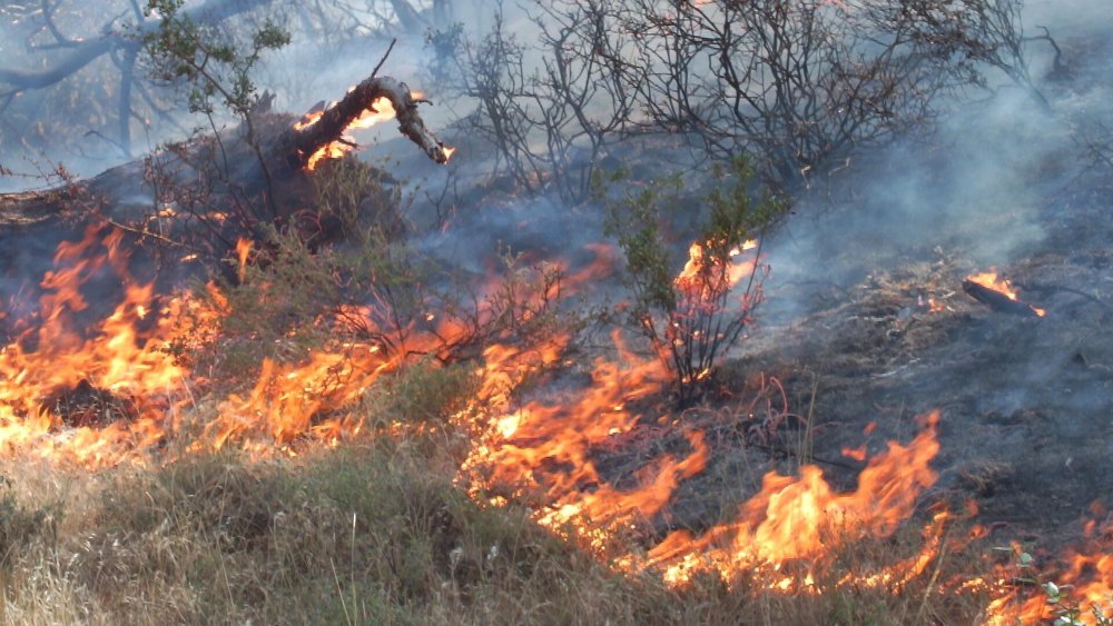 Balıkesir Burhaniye'de çıkan orman yangını 8 saatte kontrol altına alındı