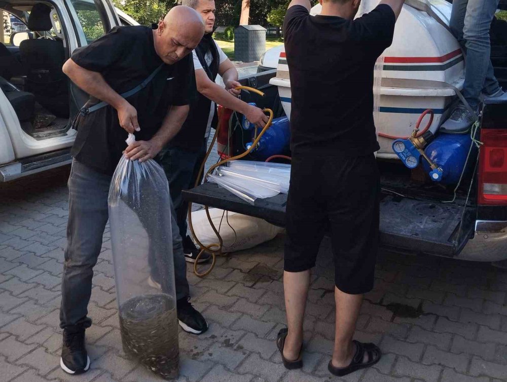 Konya'da dört gölete 500 bin yavru sazan takviyesi