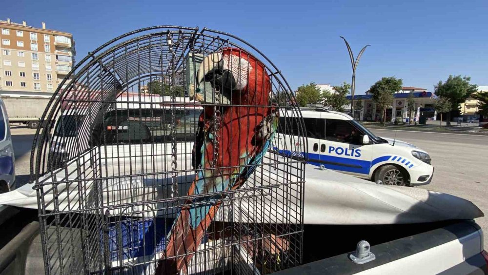 Beslenmesi ve ticareti yasak olan papağan Konya Karatay Hayvanat Bahçesine teslim edildi