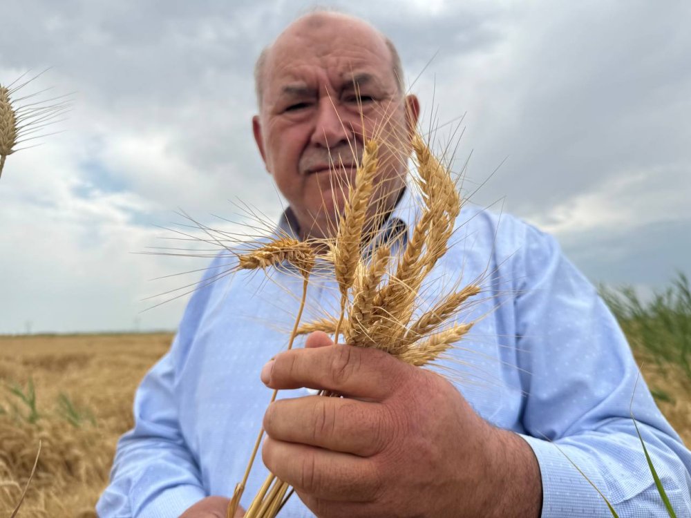 Türkiye'nin tahıl ambarı Konya Ovası’nda beklenen rekolte açıklandı