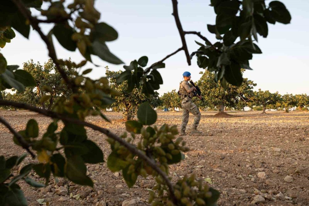 Jandarma ekipleri ’yeşil altın’ için nöbette