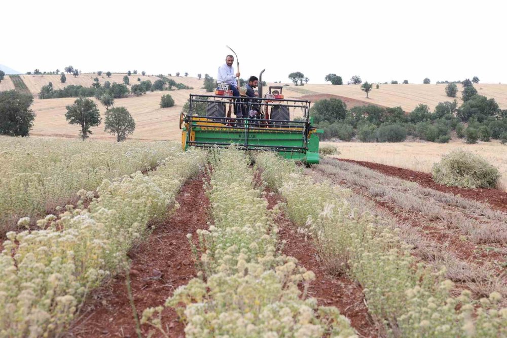 Konya'da kuraklığa dayanıklı bitkiler yeni fırsatlar sunuyor