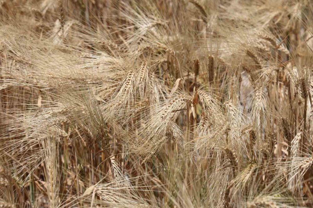 Gıda fiyatları etkilenebilir... Konya Ovasında son durum