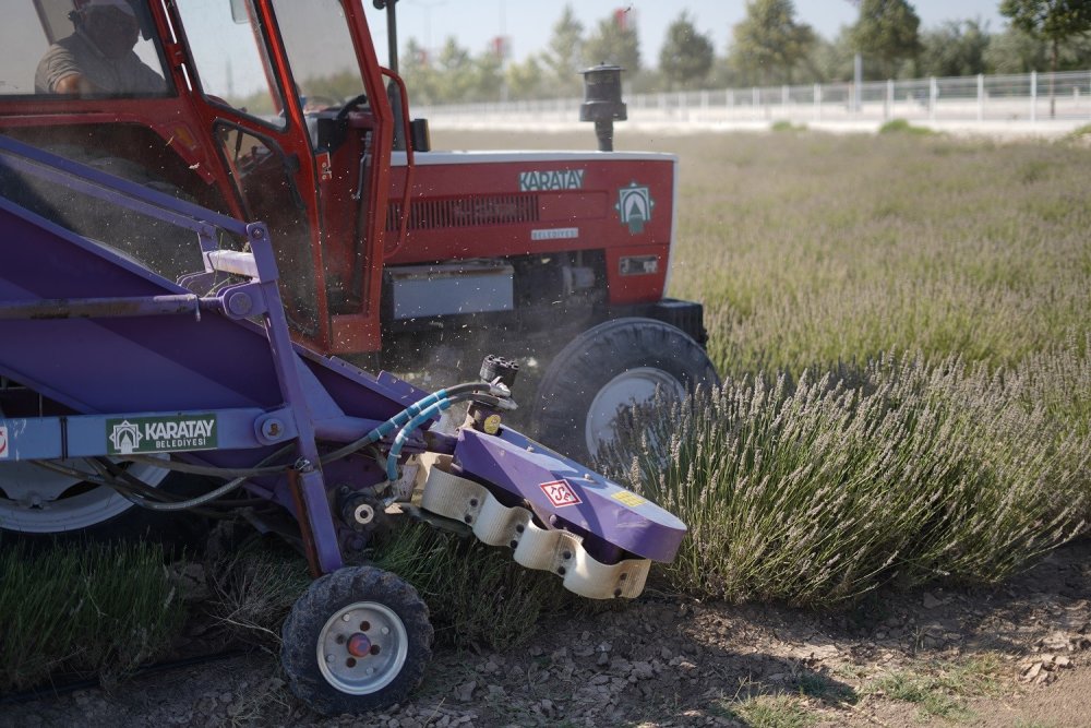 Konya'da ziyaretçi akınına uğrayan bahçede hasat zamanı