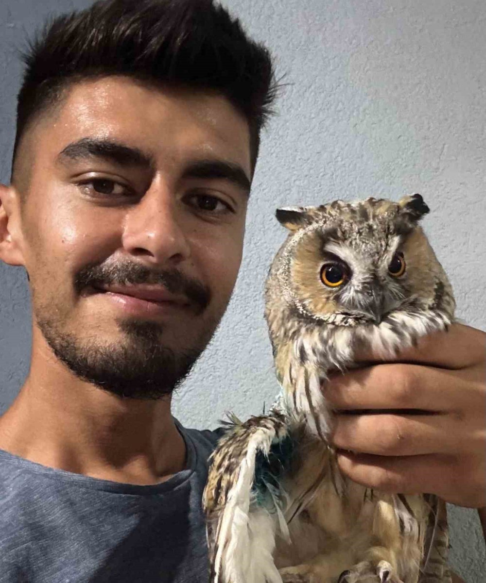 Konya'da kulaklı orman baykuşu kurtarıldı