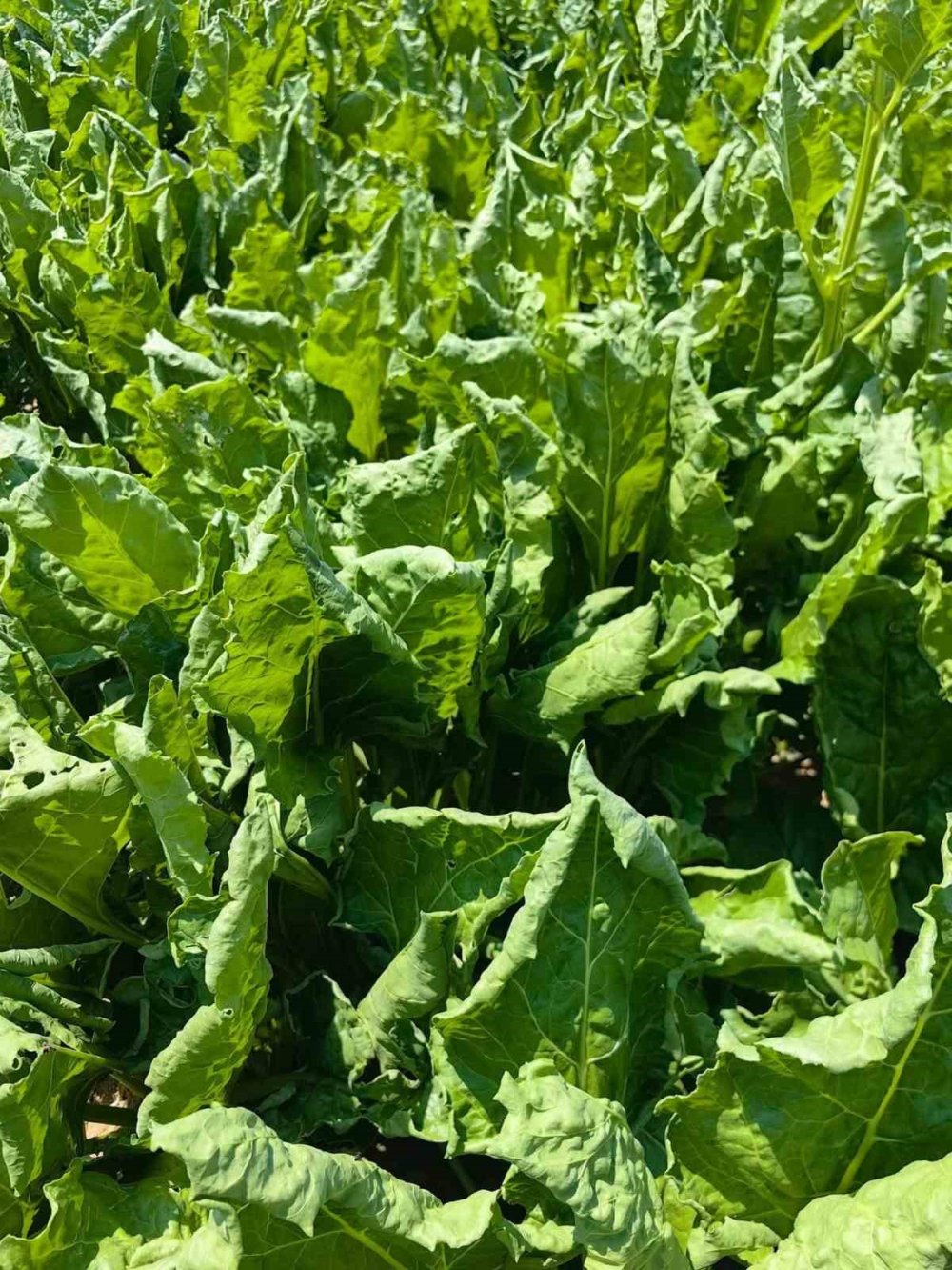 Konya'da şeker pancarı ekili bazı tarlalarda Curly Top tespit edildi