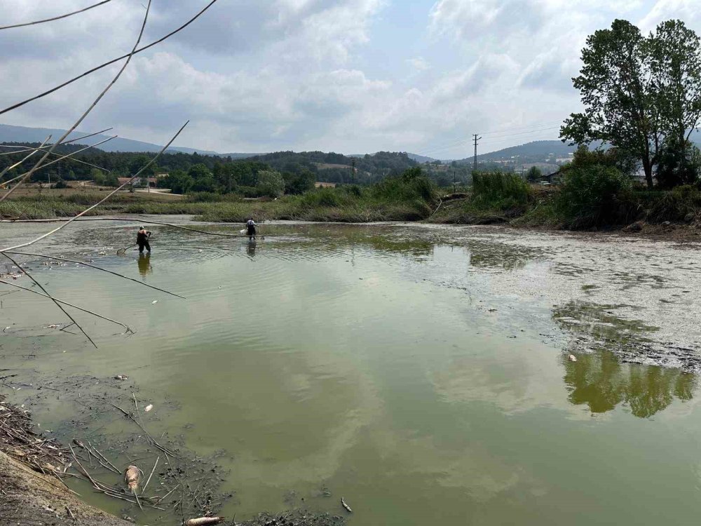 Onlarca balık can çekişti!
