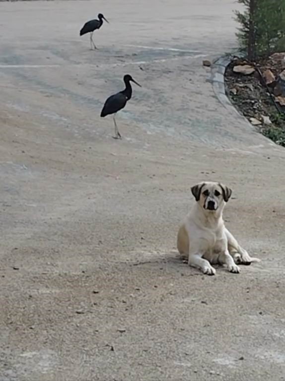 Konya'da görüntülendi... Sonbahara kadar burada kalıyorlar