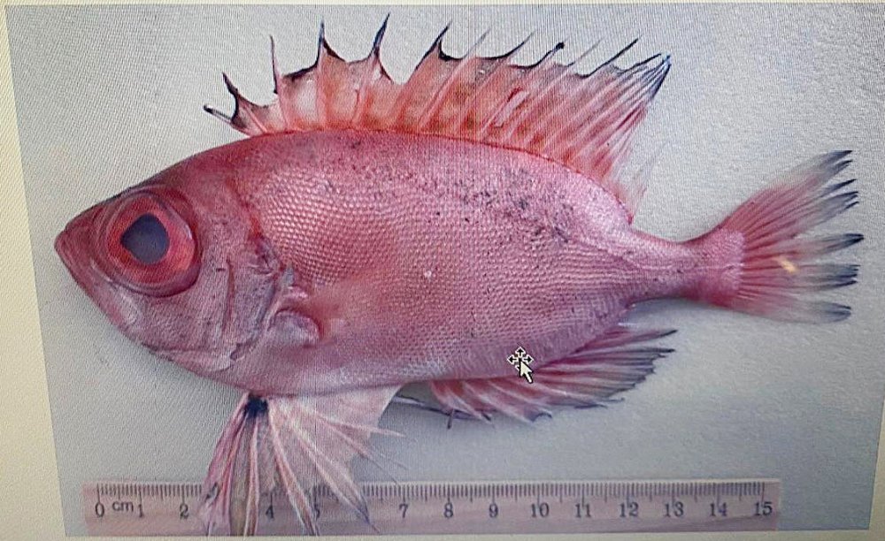 Akdeniz tropikalleşiyor... Sayı 72'ye ulaştı