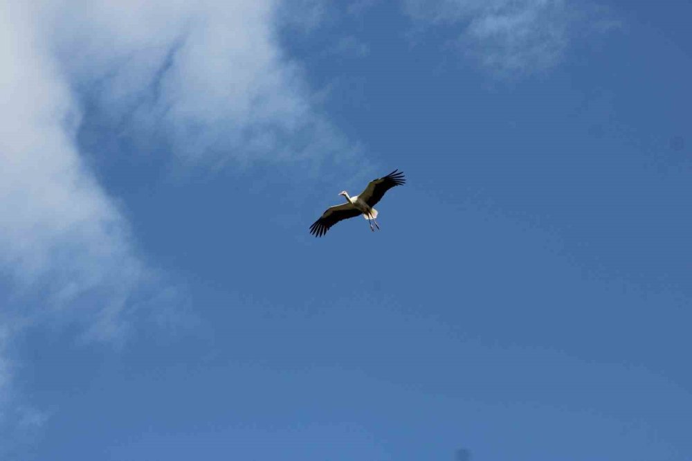 Konya semalarında göç vakti! Leylekler Eylül ayını beklemedi