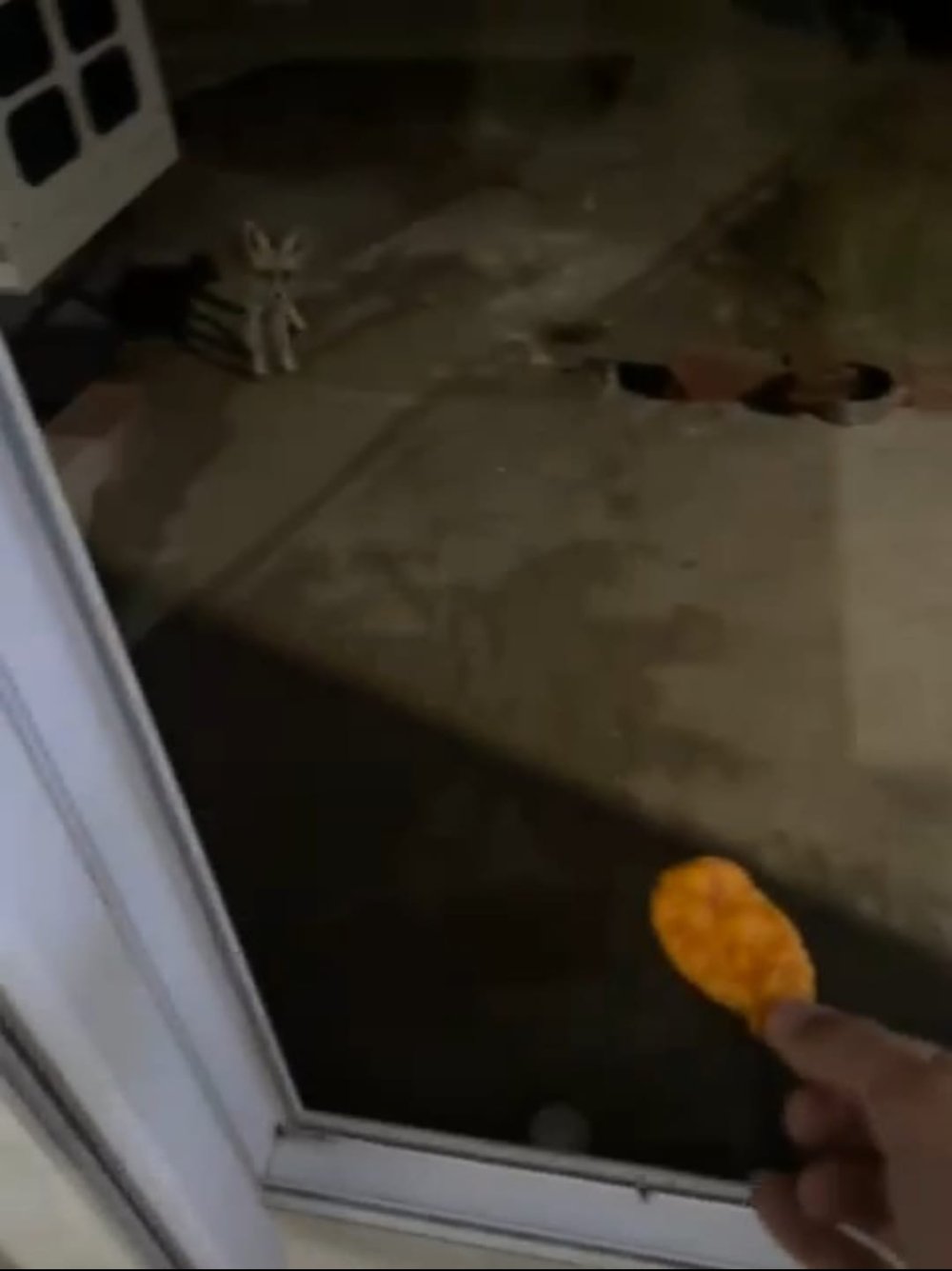 Tilkiyi cips ile besliyor