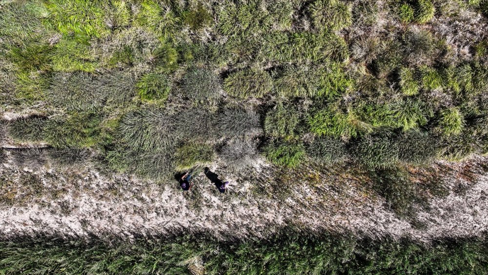 Konya'da bir kere ekiliyor, 15 yıl biçiliyor! Ne su istiyor ne ilgi