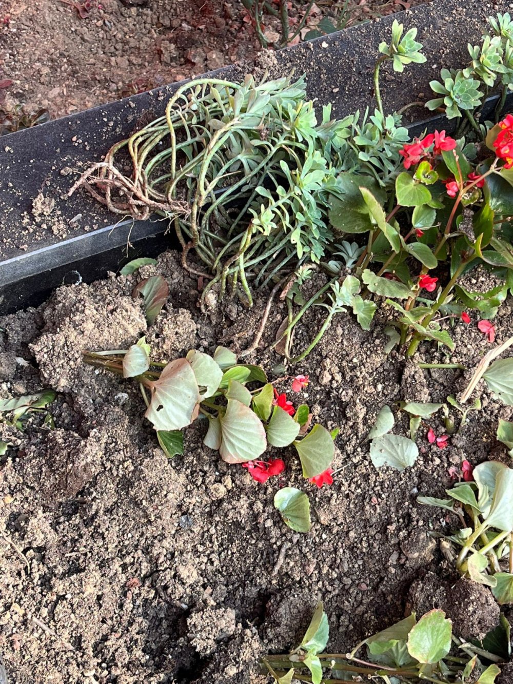 Şehidinin mezarını tahrip etti