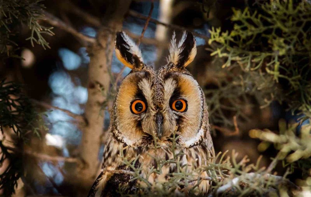 Konya'daki mali müşavir makinesini yanından ayırmıyor