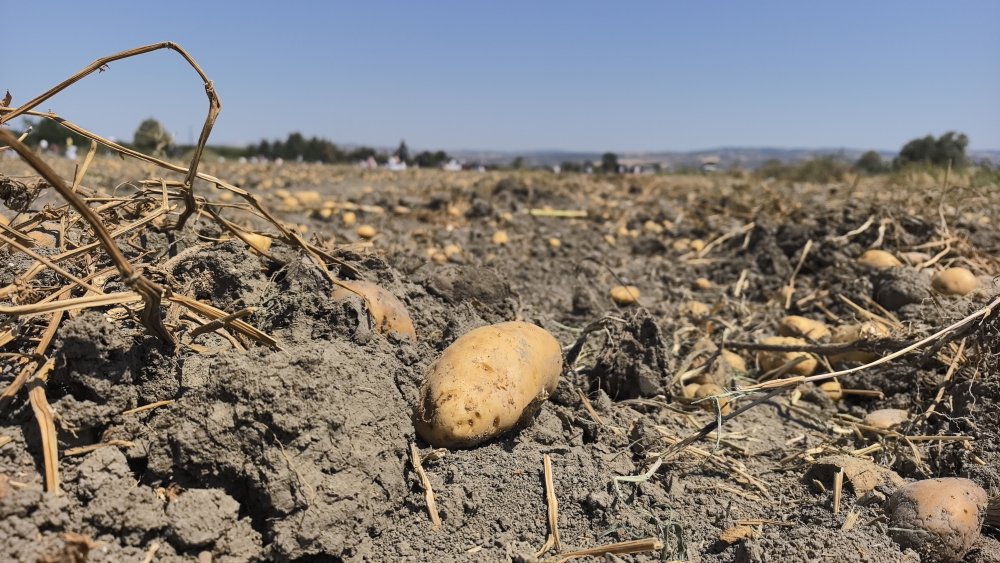 Tarlasındaki patatesleri ücretsiz dağıttı