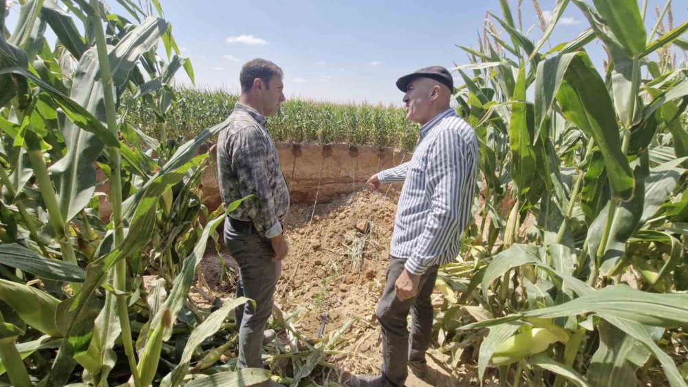 Konya'dan sonra Karaman'da da sayıları artmaya başladı