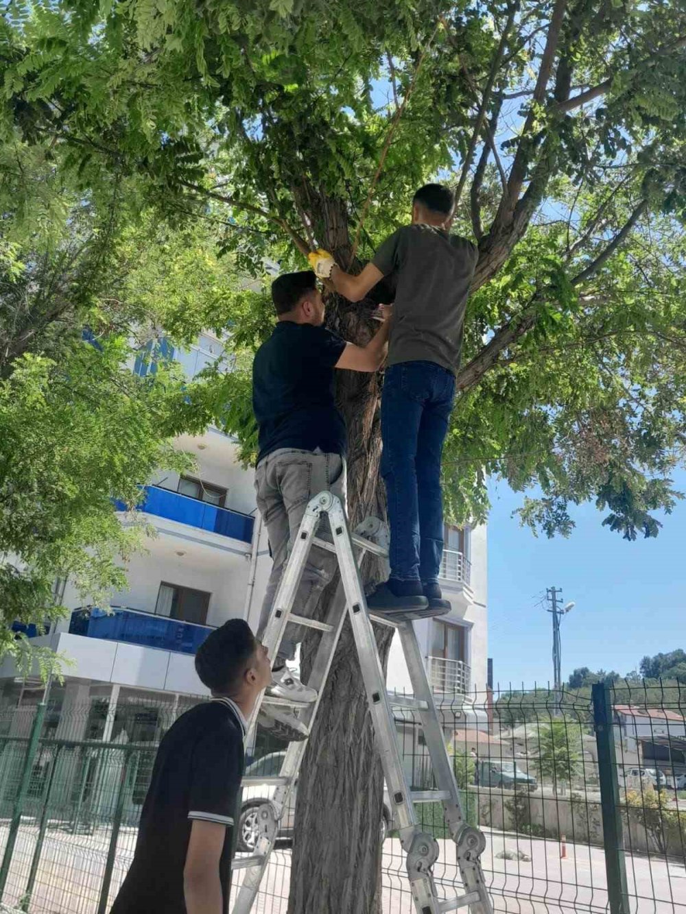 Konya'da esnafın kedi seferberliği