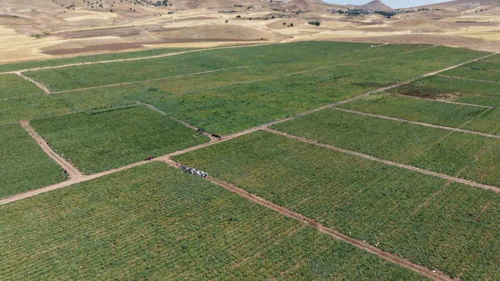 "Dışarıda 25 liraya alacağınıza tarladan 8 liraya alın"