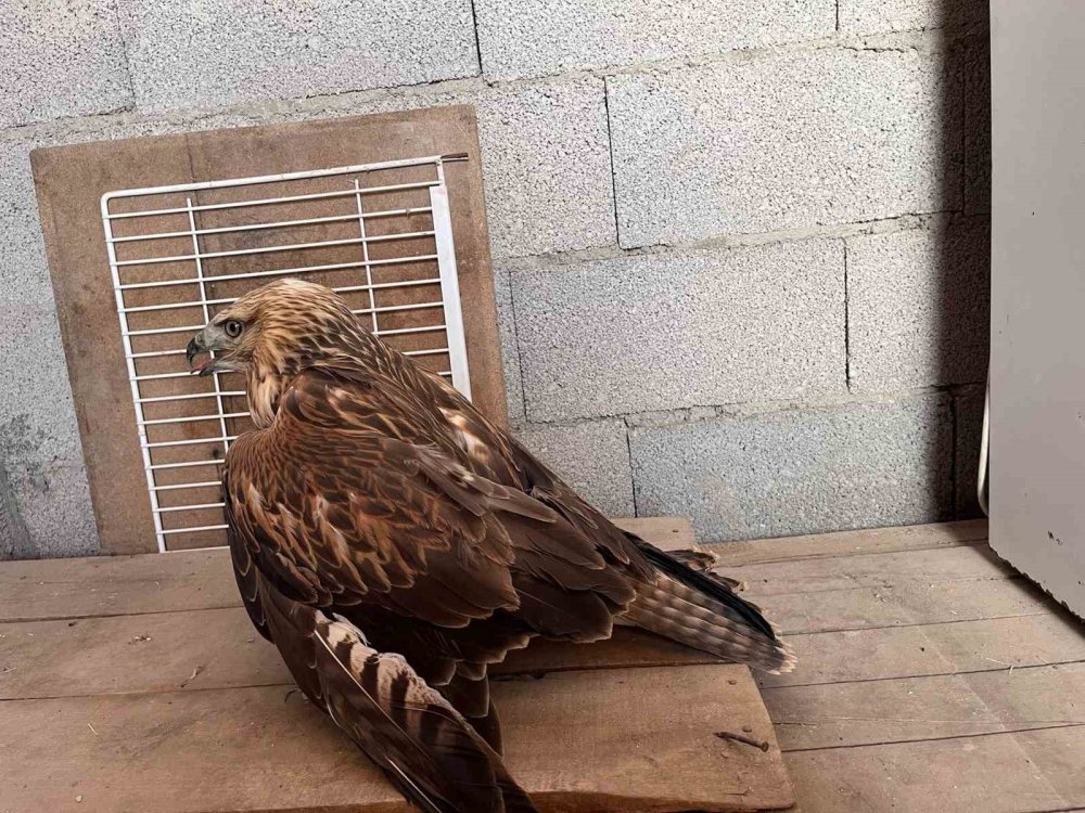 Konya Karapınar’da yaralı halde bulundu