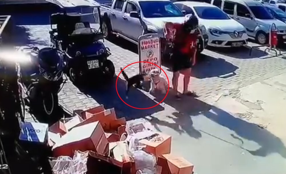 Kediyi tekmeledi! Gözaltında