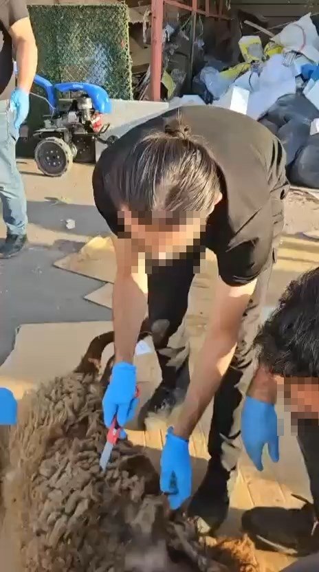 Böyle uyuşturucu sevkiyatı görülmedi! Koyun leşinden...