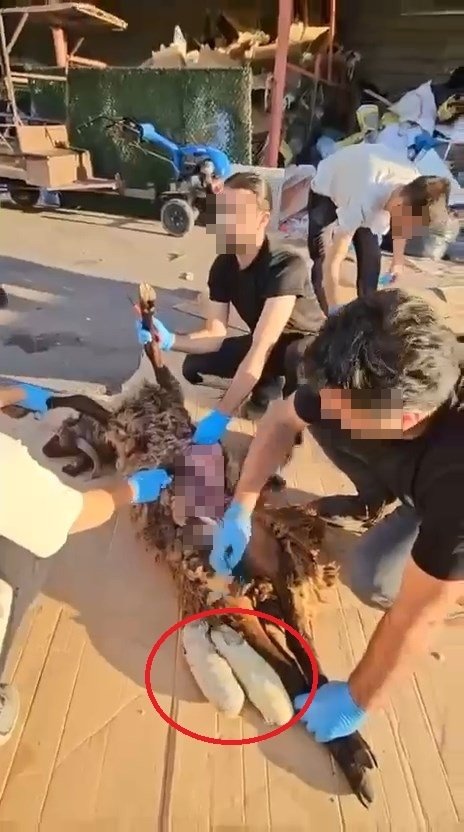 Böyle uyuşturucu sevkiyatı görülmedi! Koyun leşinden...