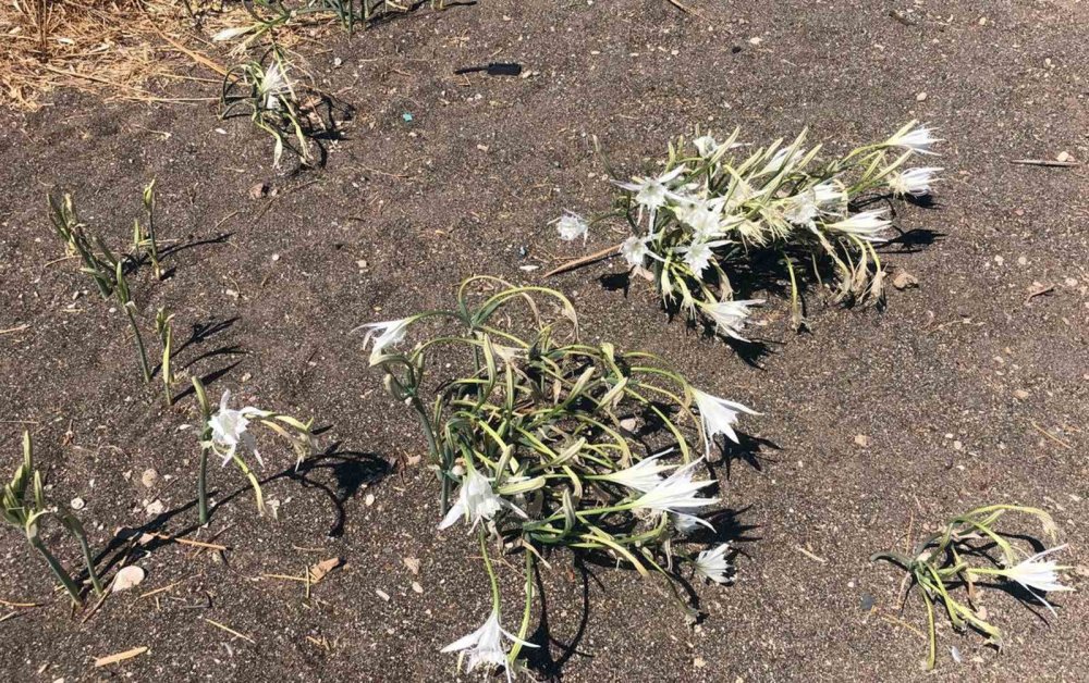 Konyalı çift cezayı duyunca yanından bile geçemedi!