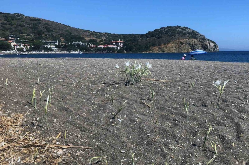 Konyalı çift cezayı duyunca yanından bile geçemedi!
