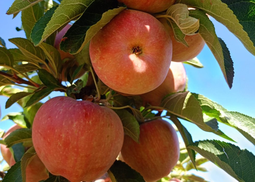 Konya'nın ilçesinde hasat öncesi pestisit denetimleri gerçekleştirildi