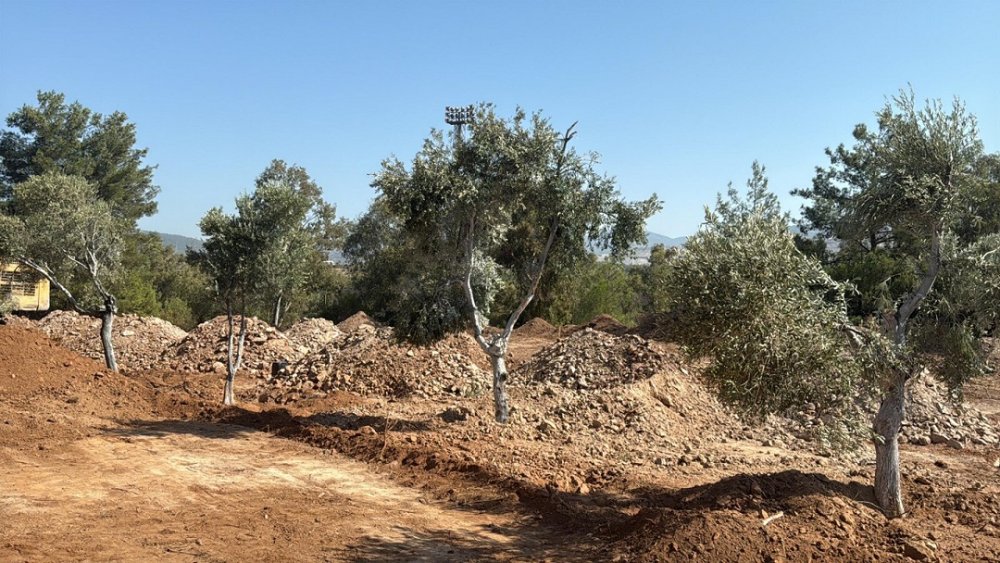 Ar-Ge projesiyle taşınan zeytin ağaçları taşınarak yaşatılıyor