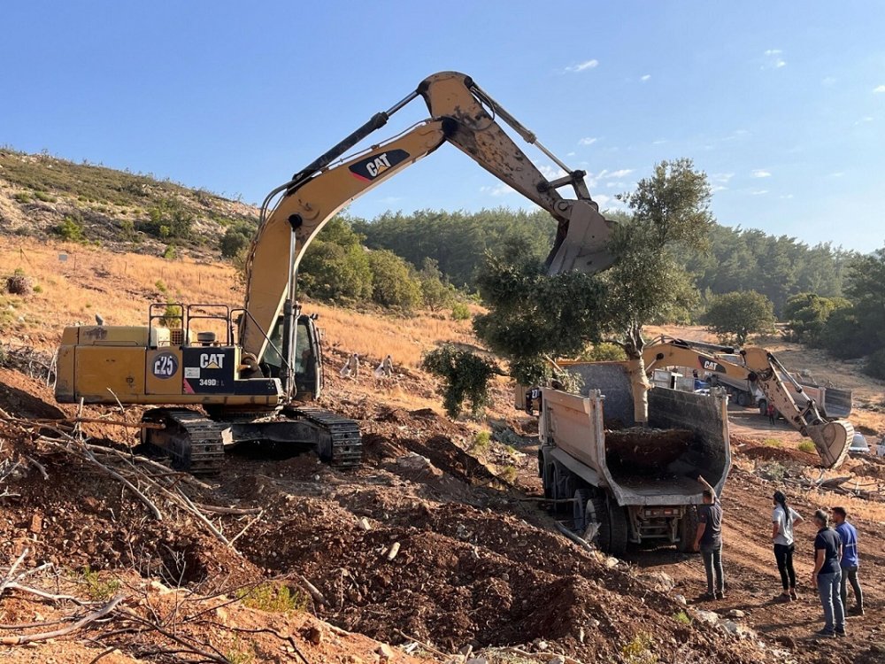 Ar-Ge projesiyle taşınan zeytin ağaçları taşınarak yaşatılıyor