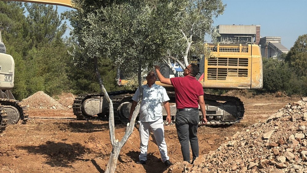 Ar-Ge projesiyle taşınan zeytin ağaçları taşınarak yaşatılıyor