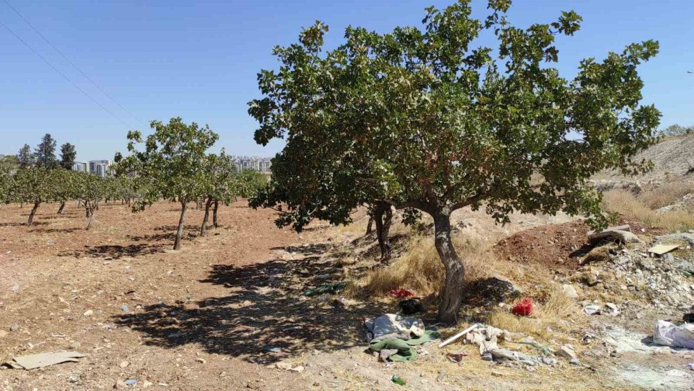 Şanlıurfa'da kayıp kadın bahçede ölü bulundu