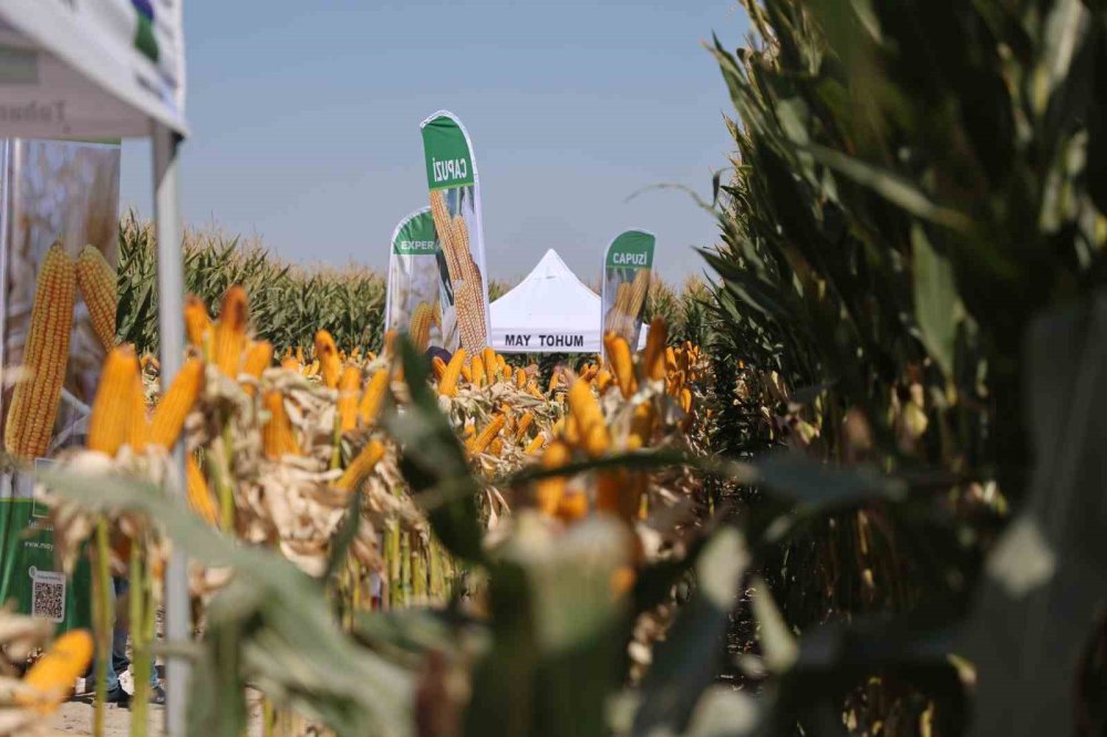 Konya'da yeni hibrit mısır çeşitleri tanıtıldı