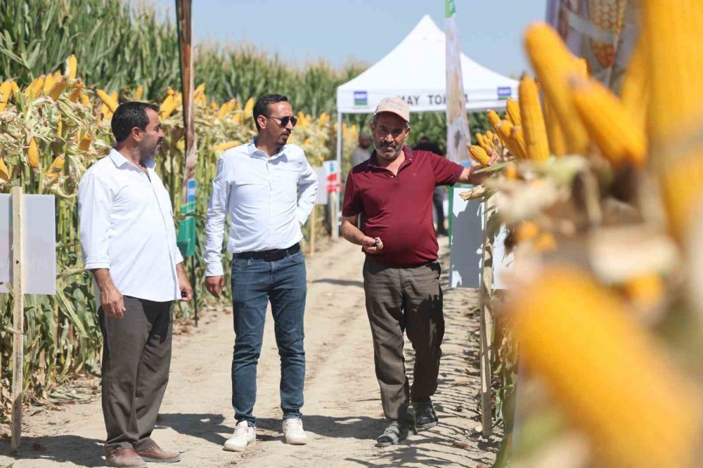 Konya'da yeni hibrit mısır çeşitleri tanıtıldı