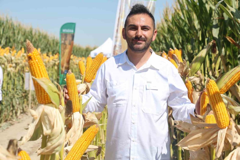 Konya'da yeni hibrit mısır çeşitleri tanıtıldı