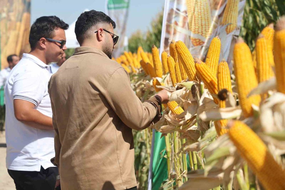 Konya'da yeni hibrit mısır çeşitleri tanıtıldı