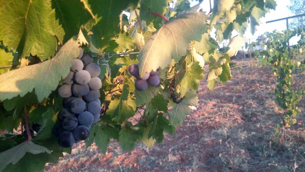 Konya'daki çiftçi nöbette! Sıfır maliyet