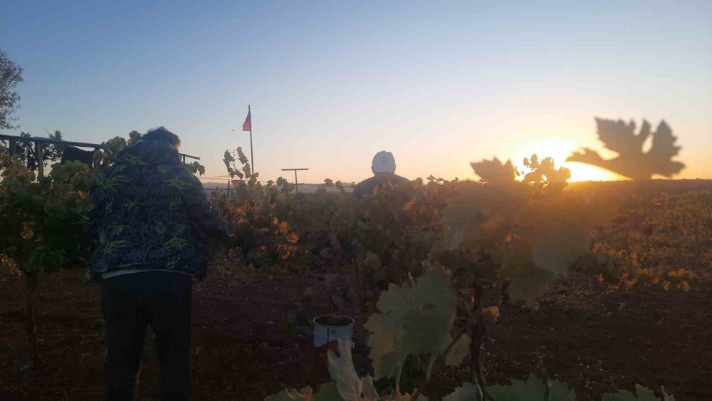 Konya'daki çiftçi nöbette! Sıfır maliyet