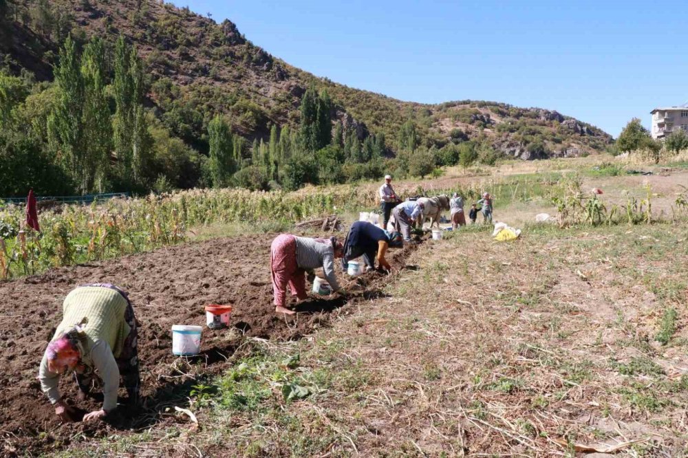 Konya'da atalardan kalan kara sabanla patates hasadı
