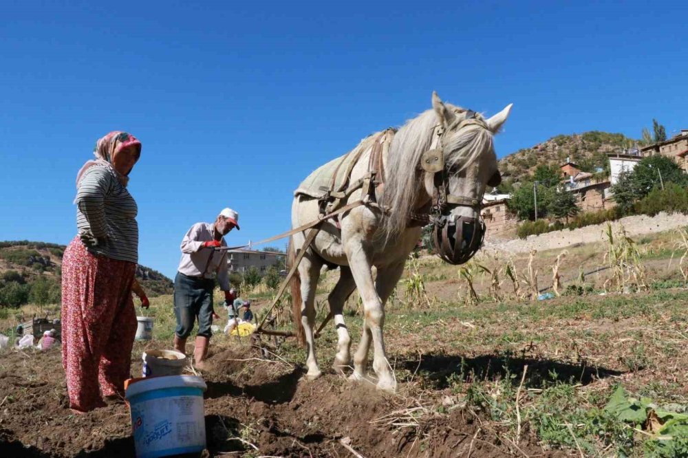 Konya'da atalardan kalan kara sabanla patates hasadı