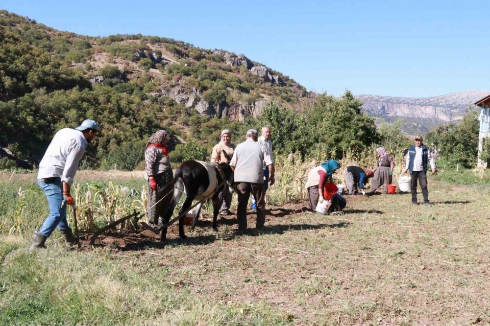 Konya'da atalardan kalan kara sabanla patates hasadı