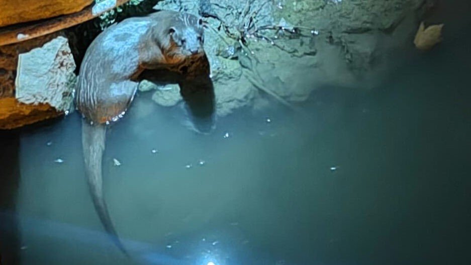 Konya'da yeniden görüldü, hayran bıraktı!