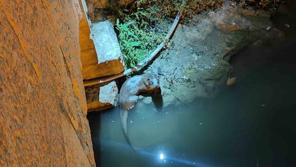 Konya'da yeniden görüldü, hayran bıraktı!