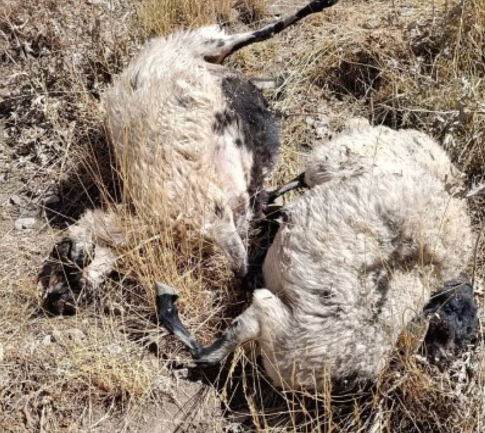 Sürüde 70'ten fazla koyun öldü